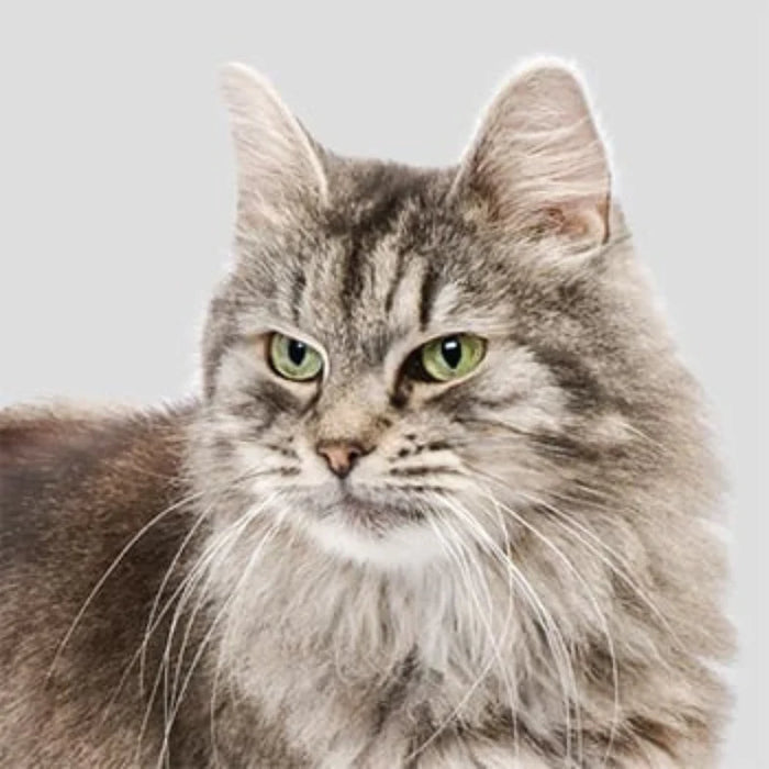 Adult