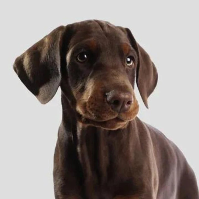 Puppy