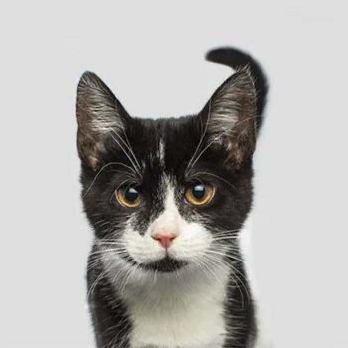 Kitten